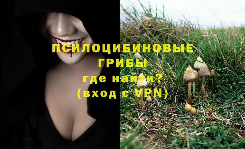 Псилоцибиновые грибы Psilocybine cubensis  Мичуринск 